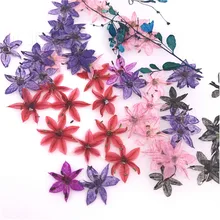 Маленькая звезда в форме сушеных прессованных небольших подарков для эпоксидных сухоцветов чехол для телефона DIY 120 шт