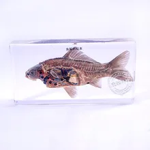 Образцы рыб в прозрачном блоке Lucite образовательный инструмент средняя школа биология школьные учебные материалы обучение
