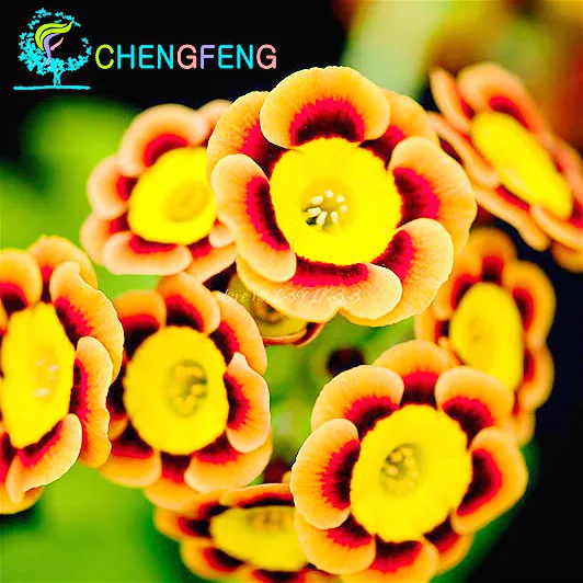 

Liesl Tri-color Rare Primula Annual Flower plants Professional Pack 100 plants / Pack Blooms And Fine Frosting Home Garden Bonsa