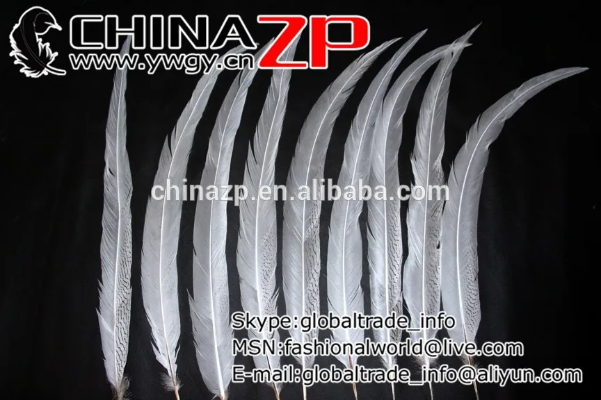 Long Siliver Pheasant feathers (4)