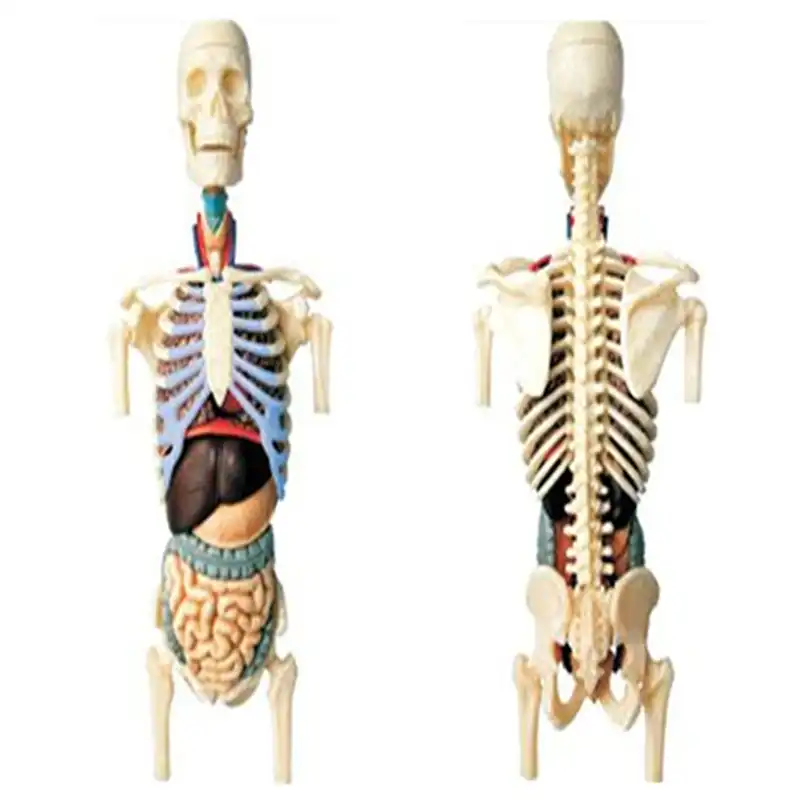 4d Master Montaggio Di Puzzle Del Giocattolo Corpo Umano Mezza Organi Interni Anatomico Modello Di Insegnamento Medico Scienza Medica Aliexpress