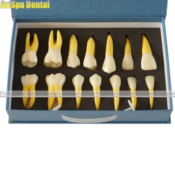 

4 Times Permanent Anatomical / (Right 14) Dental Tooth Teeth Dentist Dentistry Anatomical Anatomy Model