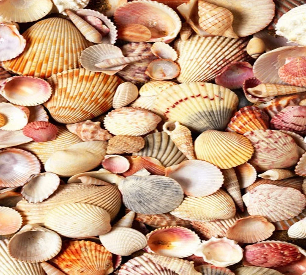 Shell floor paper (2)_conew1