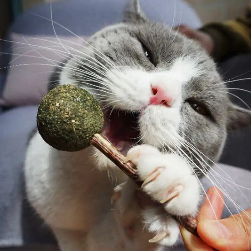 catnip lollipop with matatabi stick