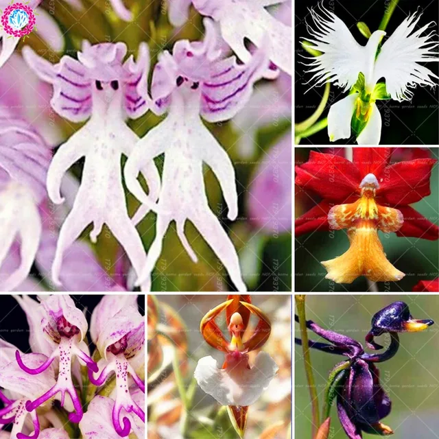 100pcs Rare Orchid Man flowers Monkey orchid bonsai perennial indoor