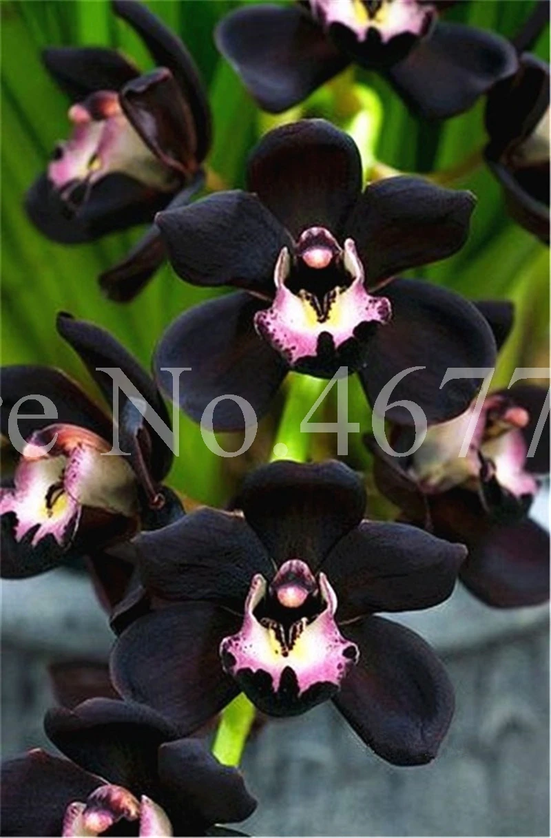 100 pcs/ bag Bonsai Cymbidium Floribundum Orchid Plant Outdoor Natural Growth Potted Flower Planta For Home Garden Flower Pot