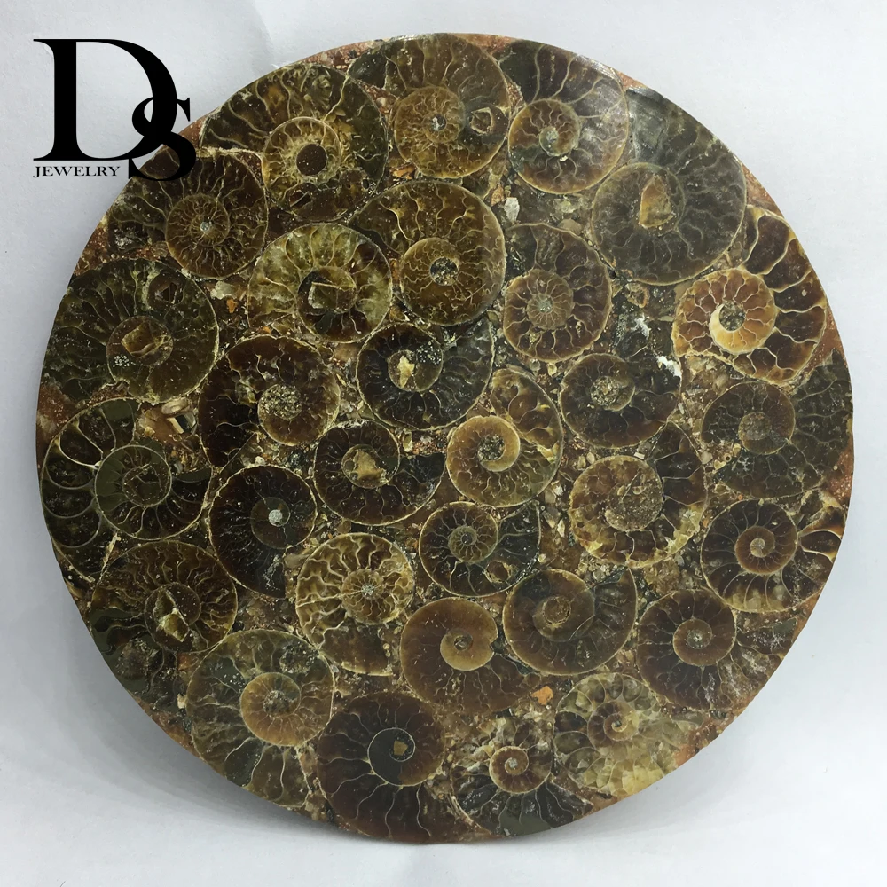 

12cm Natural Ammonite Slice Plate Fossil Slices Ocean Snail Conch Stone Madagascar Mineral Specimen For Decoration Display