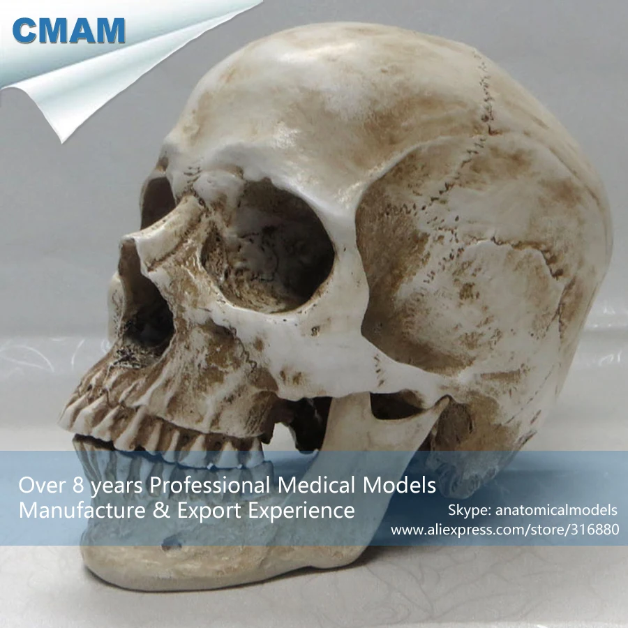 

CMAM-PRC12 Life Size High Simulation Antique Design Plastic Anatomical Human Skull Bone Model