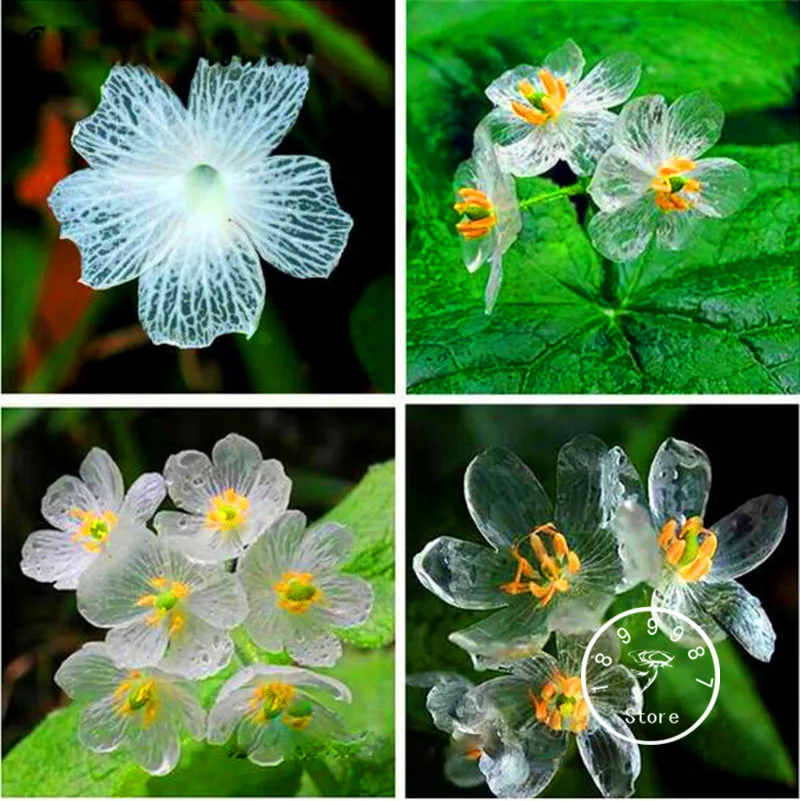 Best-Selling! 100 PCS Transparent Flower bonsai Delicate DIY Garden Flower plant Best-Selling! 100 PCS Transparent Flower bonsai Delicate DIY Garden Flower plant