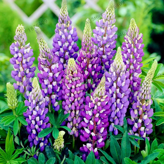 Buy Big sale! Lupine Bonsai,authentic Colorful Lupine