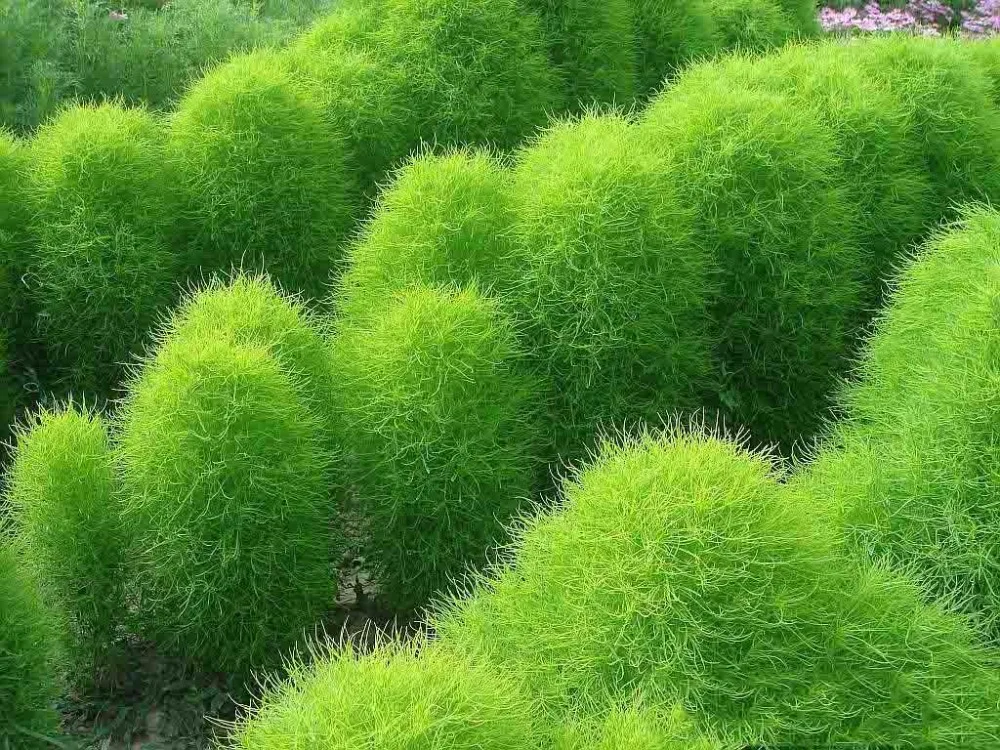 lulu mall customer care kochia scoparia