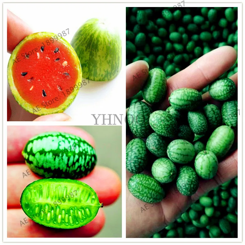 

10pcs/bag Thumb watermelon plant fruit flores, sweet mini watermelon, easy-growing,Bonsai for home& garden