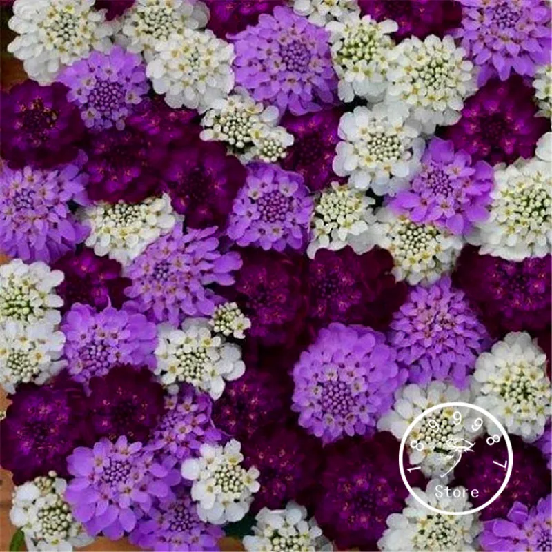 

100 Pcs/Bag Loss Promotion!Iberis Evergreen Brilliant Flash Flower flores / Deer Resistant Garden Decoration Bonsai Flower pla