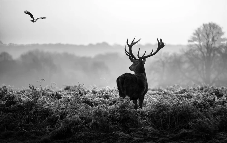 black and white deer wallpaper