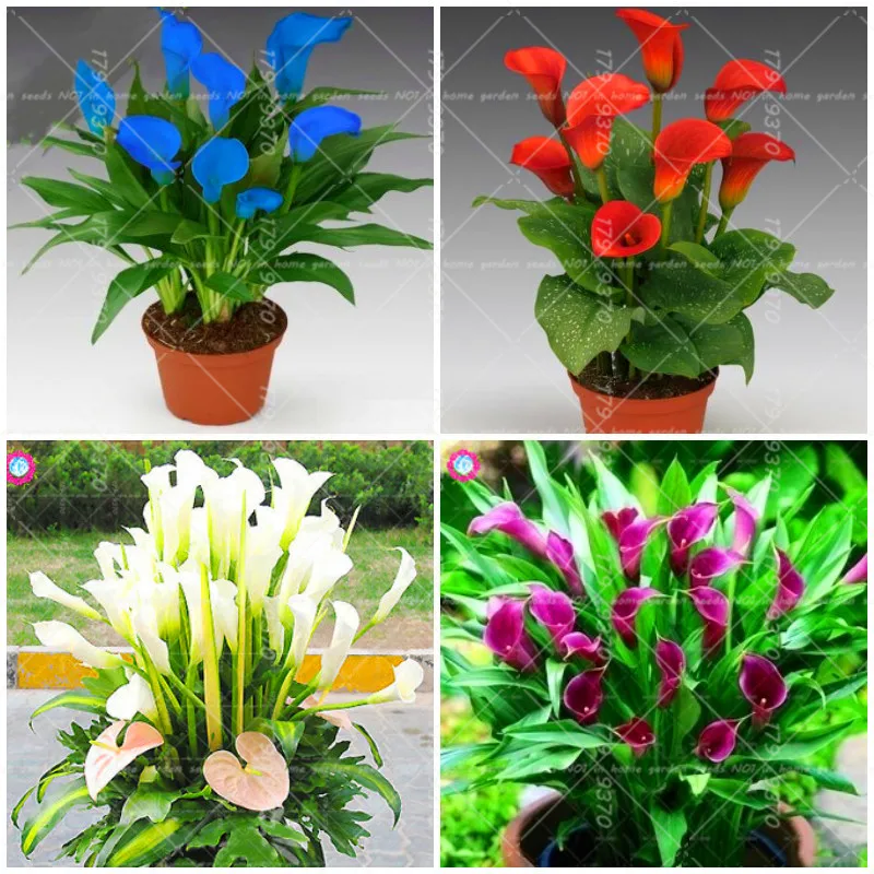 

100pcs Bonsai Colorful Calla Lily flower (not bulbs)Bonsai Rare Plants Flowers plants,Flowers For Home & Garden easy to grow