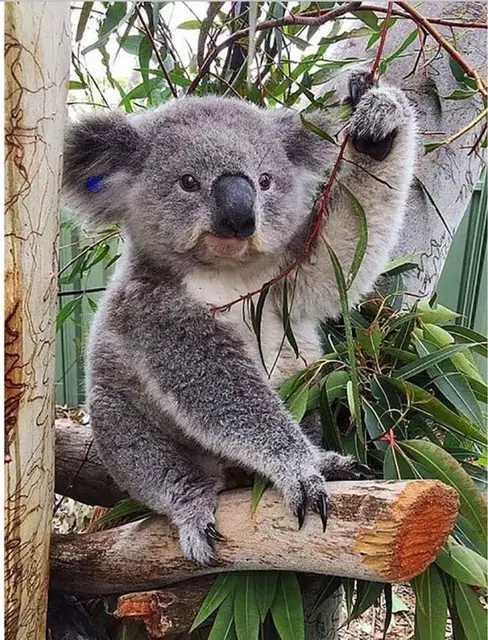 5d Diamond Picture Embroidery Koala Bamboo Home Decoration