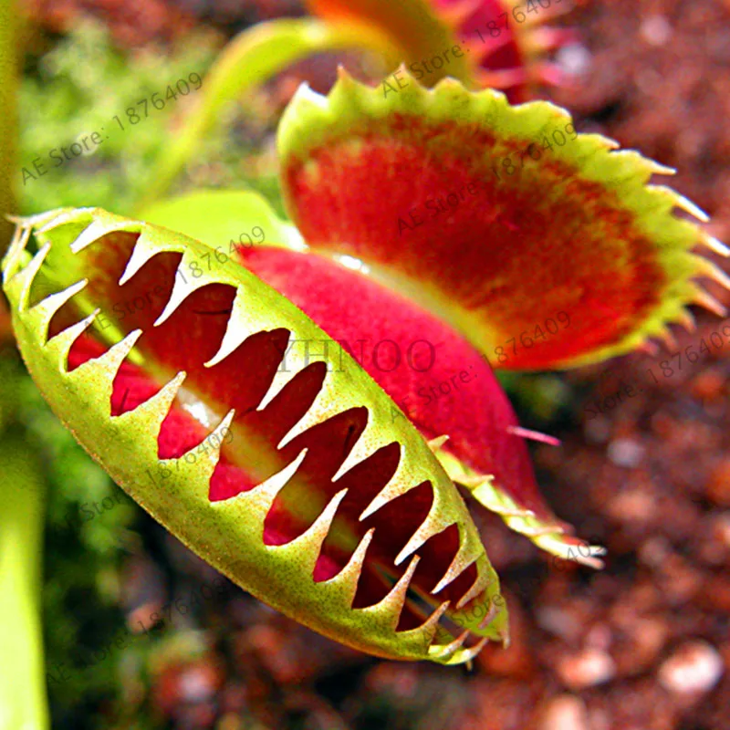 

New Fresh Potted Insectivorous Plant bonsai Dionaea Muscipula Giant Clip Venus Flytrap garden 20 flores,#X30Z6J