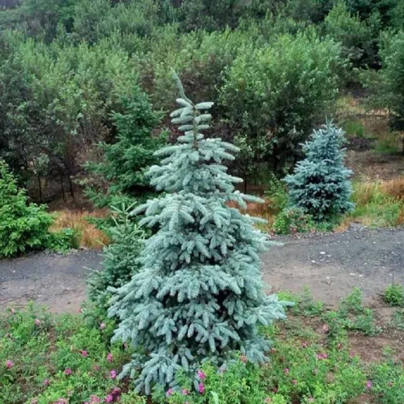 Ель глаука энгельмана описание и фото