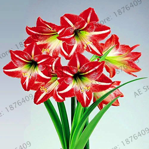 

Hot Sale!1 pcs/lot, Mixed color ,Amaryllis bulbs, Hippeastrum bulbs,, 3-6 cm in diameter,100% sprouting bonsai plant free shippi