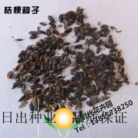 Bellflower 씨앗 허브 의약품 도매 씨앗 품종 보장 볼륨 할인 z1020medicinal medical