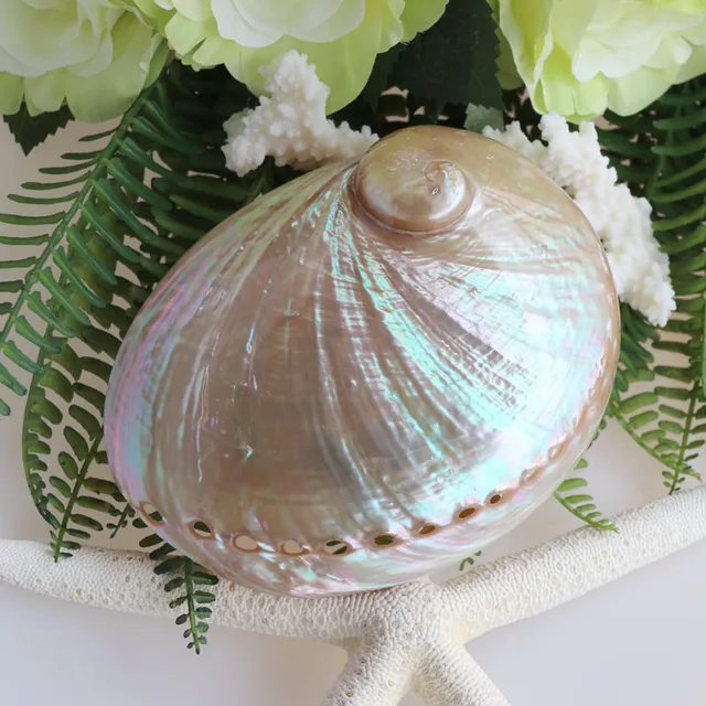 Free Shipping 2pcs Lot Australian White Abalone Shell Natural Free Shipping 2pcs Lot Australian White Abalone Shell Natural Conch Home Decoration Sea Beach Wedding Landscape