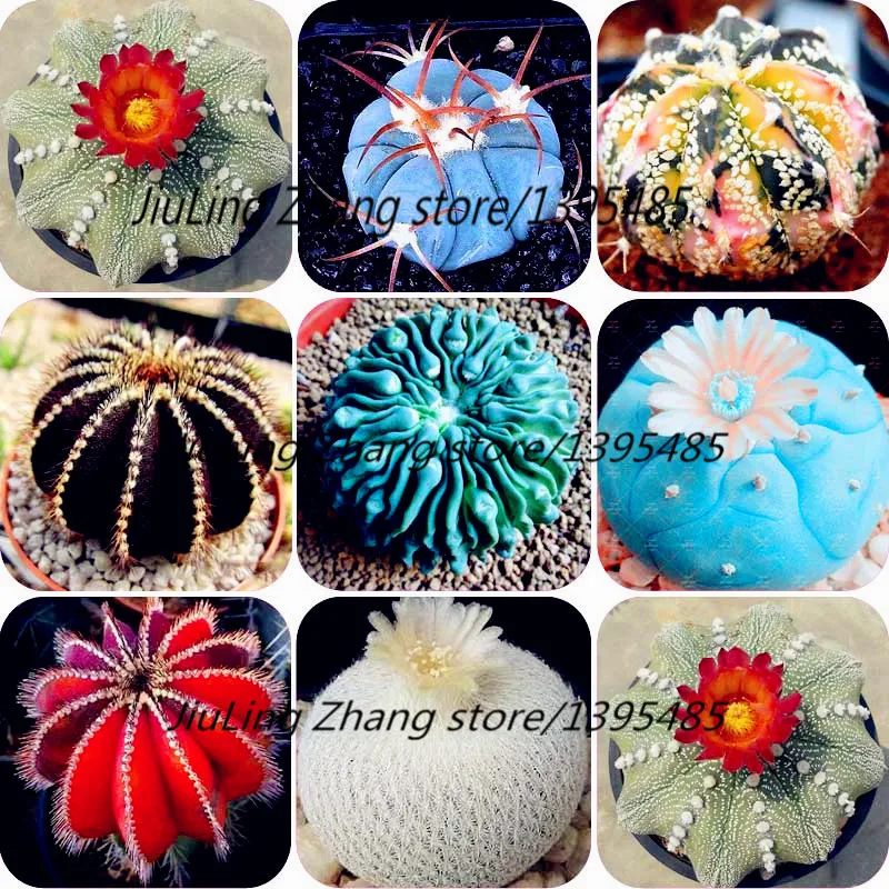 

100/bag Cactus plant ,Rare bonsai plant ,Ball Cactus.Flowers Foliage magical garden & home plant Semillas Flora