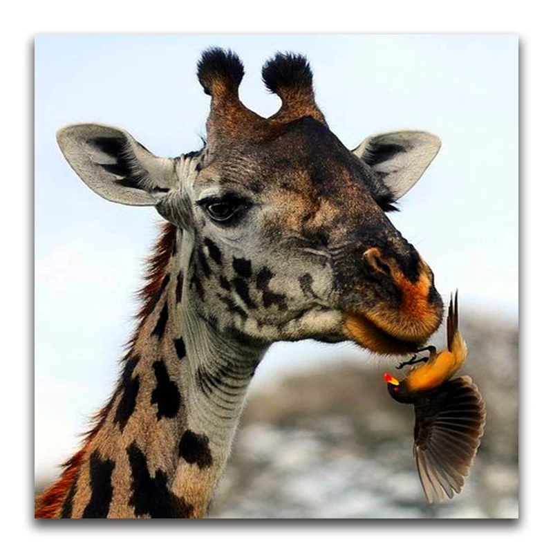DIY Diamond embroidery giraffe&bird full square Diamond mosaic animal family Full round Diamond painting Cross stitch kingfisher