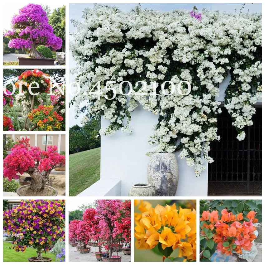

50 Pcs Mix Color Bougainvillea Bonsai, Balcony Pot Yard Bonsai Flower Plant Immensely Showy Floriferous Hardy Free Shipping Seme