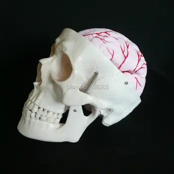

Anatomical Human Life Size Skull With Brain Modell Life size anatomy skeleton dental anatomical brain anatomia Exploded skull