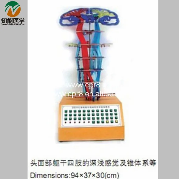 

The Central Nervous Conduction Electric Model BIX-A1080 MQ031