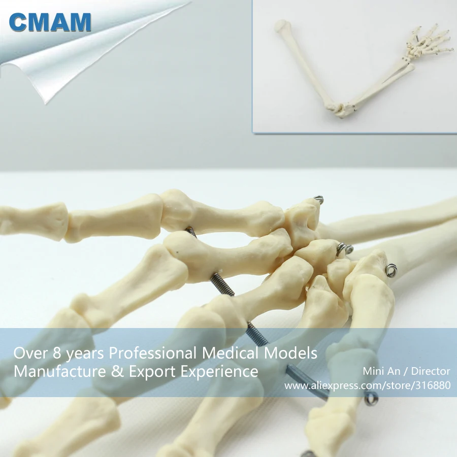 12358/Размер жизни человеческий плечо Скелет верхняя рука модель, медицинская научная образовательная учебная анатомическая модель