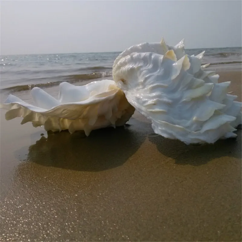 Купить Морские Раковины Большого Размера