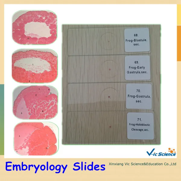 Embryology набор готовых слайдов