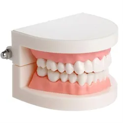Petit moule dentaire, fournitures pour le brossage des dents, modèle G, science médicale, enseignement de la maternelle 