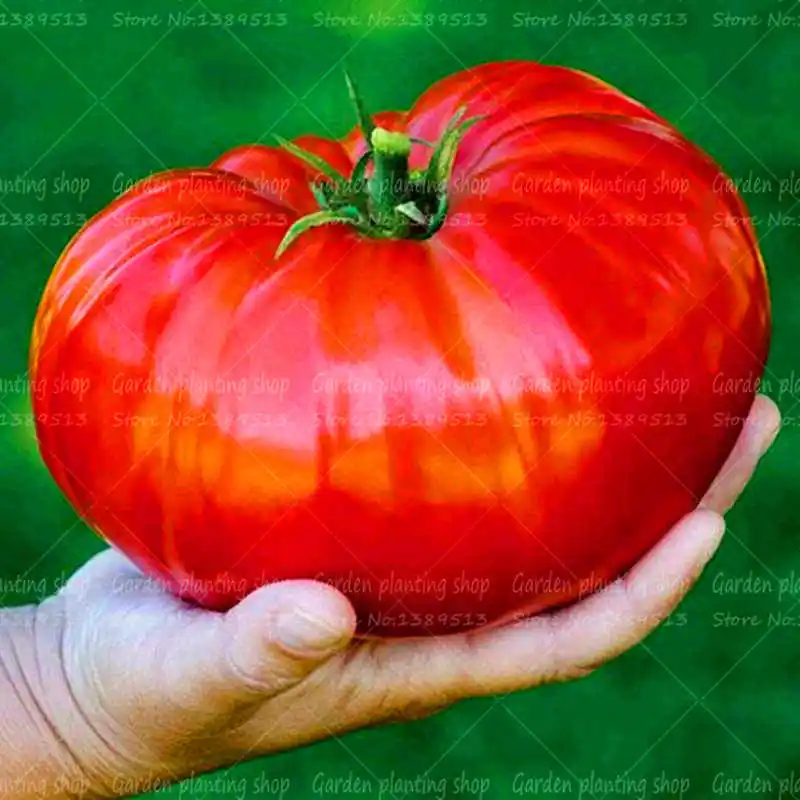 100 шт./пакет карликовые деревья помидоры, вкусные томаты Черри, не ГМО овощи съедобный еда балкон горшках садовые растения
