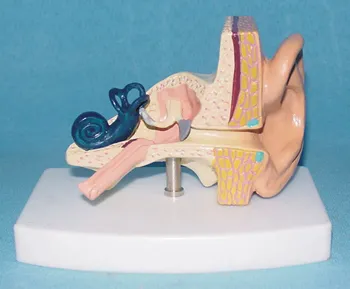 

1:1 Life Size Human Ear Anatomical Model Organ Anatomical Model Medical Human Specimen Model Human Right Ear Anatomical Anatomy