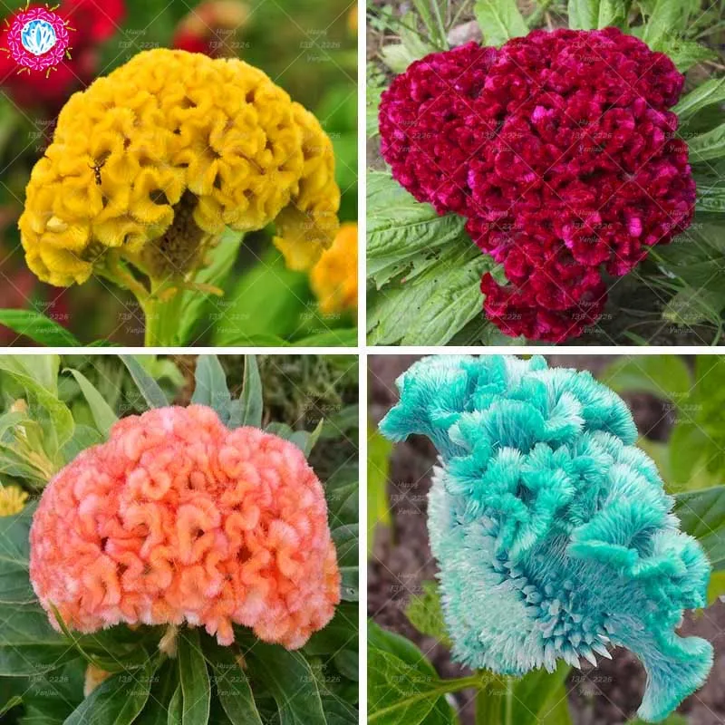 

100 PCS Yellow Cockscomb Bonsai plant Flower plant Celosia cristata Potted Plant For Home Garden Ornamental Plants