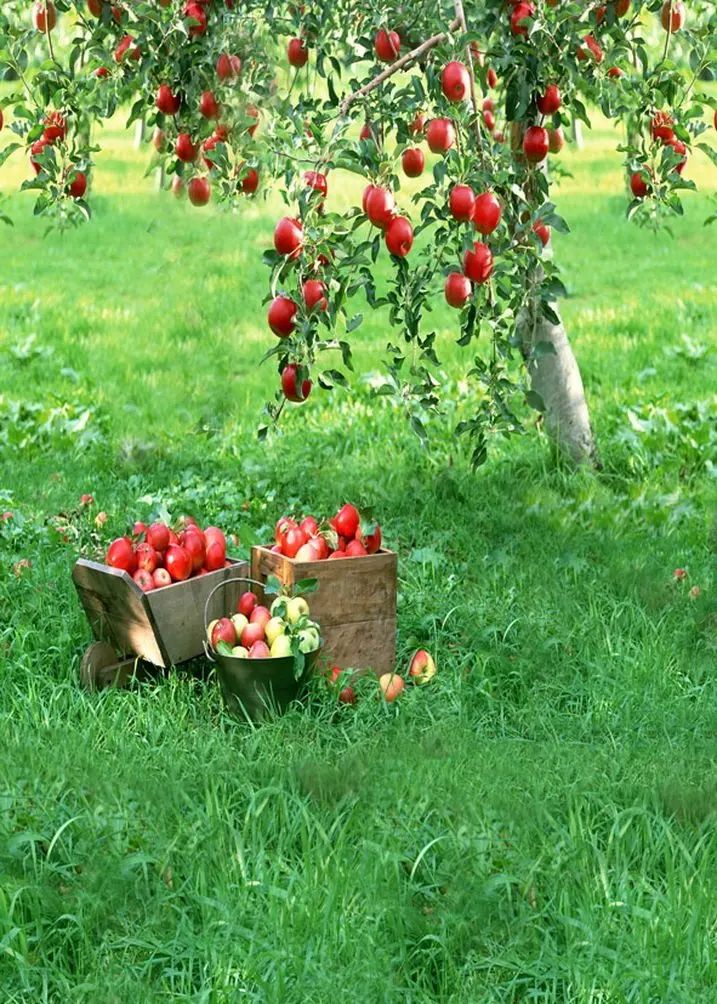 

Apple Tree Lawn Photography Backdrops Photo Props Studio Background 5x7ft