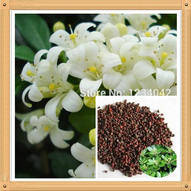 Free shipping, 50PC bonsai Murraya jasmine flower seeds, very fragrant