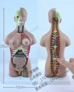 

free shipping mini human body model human torso 28cm human body
