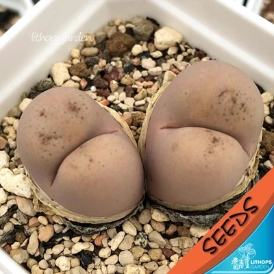 

100% Fresh Real " Cuie " Lithops succulent cactus Semillas~Living stones