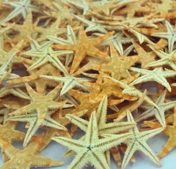 

200PCS/LOT Natural Starfish Shells/ Sea Snails/ Micro Landscape Decorations Pendants Photo Frames Accessories