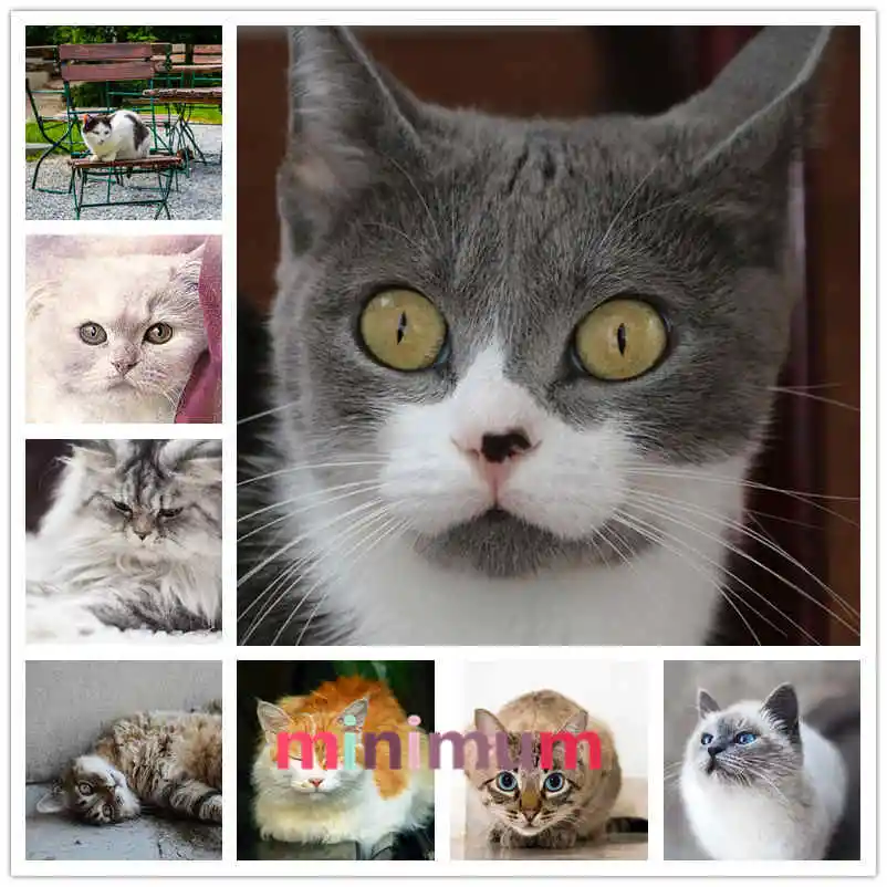 

Diy Diamond Cute Family Pet Kitty Diamond Painting Cross Stich Embroidery Mosaic Full Diamond Painting For Home Decor Gift