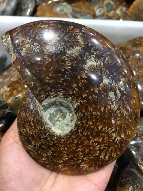 Cheap new arrivals drop shipping Natural conch fossil Crystal gemstone reiki healing spiral shell crystal  home decoration Madagascar