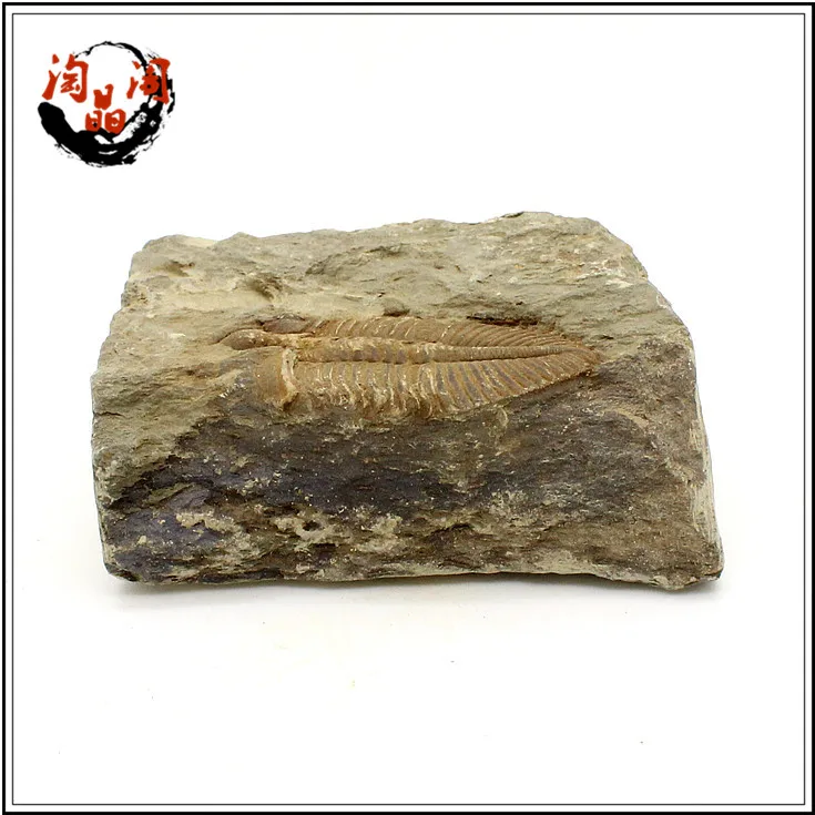 fine fidelity натуральная тонкая корона насекомое Палеонтология fossil trilobite животный особенный камень