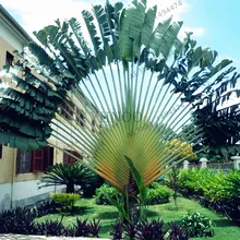

100pcs/bag Ravenala madagascariensis plant,Travelers Palm flores,Bonsai tree for home and garden