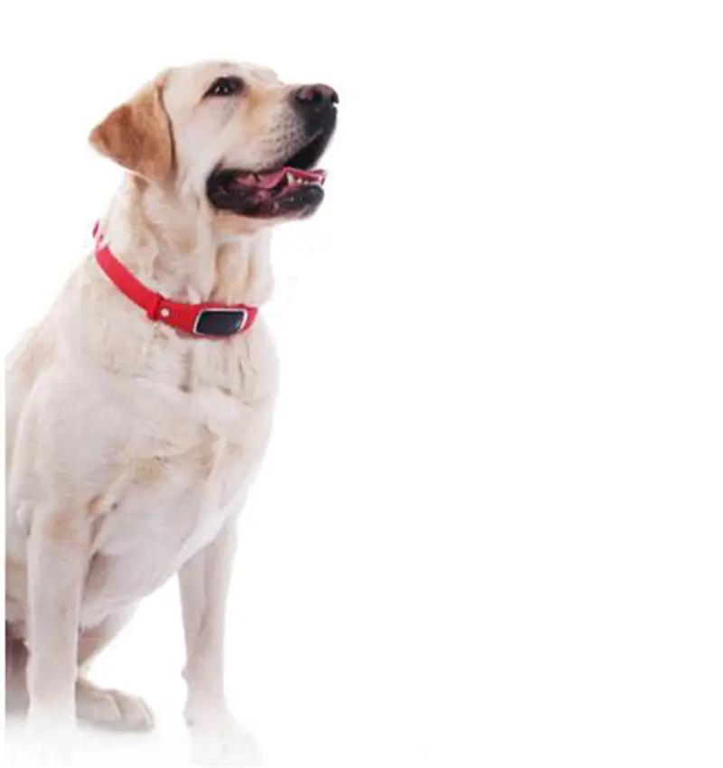 Waterproof Dog Cat Pets GPS Collar iOS Andriod APP Magnetic Charging Geofence GS