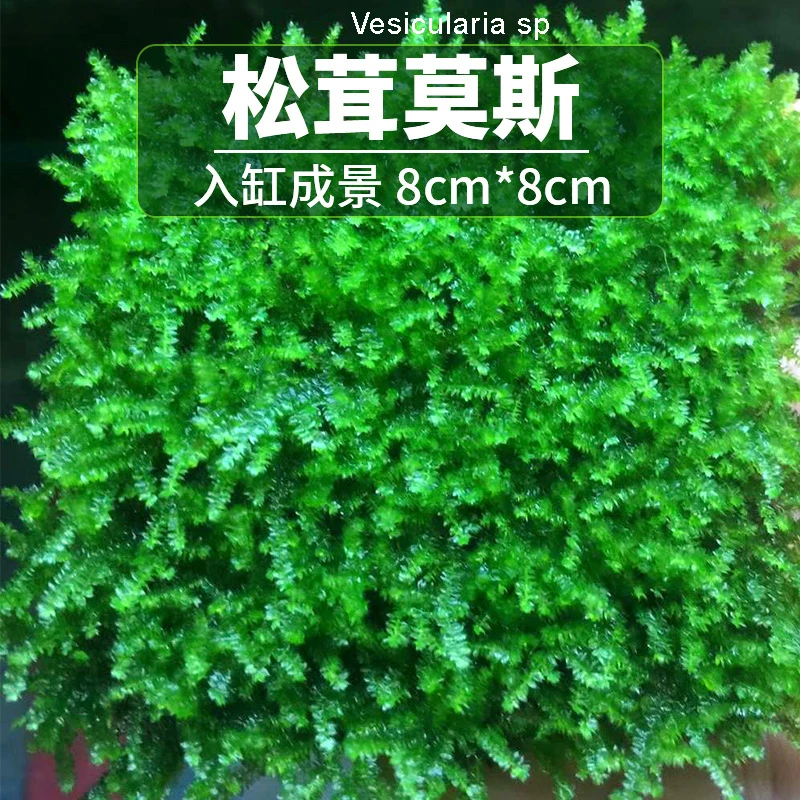 10x Simulation Bushes Model diy Grass Aquarium Water Tank Aquarium Decoration sp