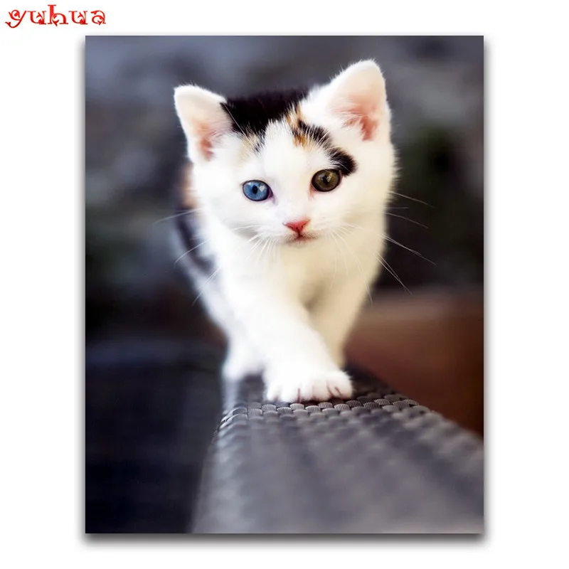 Мысық суреті. Милые котики. Милый котенок. Трехцветный котенок. Кошки маленькие.