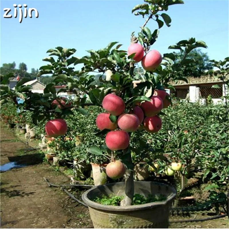 30pcs Dwarf Apple Bonsai Miniature Apple Tree Sweet organic fruit vegetable Bonsai indoor or outdoor DIY Home Garden